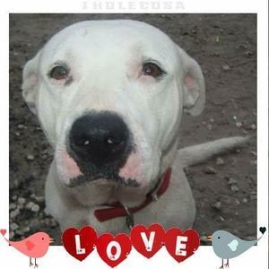 Meet your Posher, Christenarichie